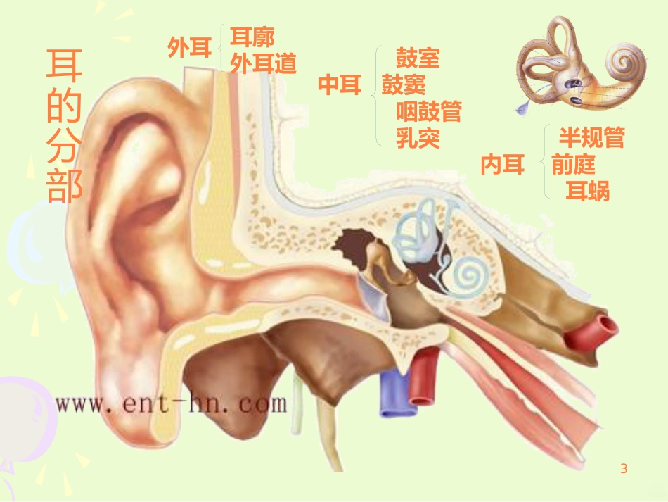 耳的结构与生理ppt课件_第3页