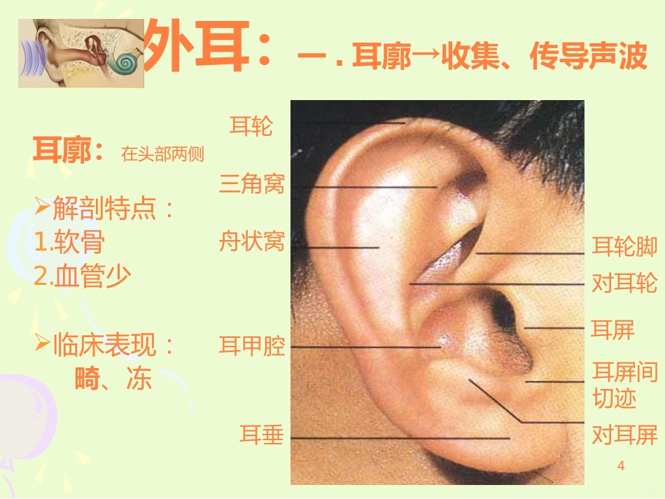 耳的结构与生理ppt课件_第4页