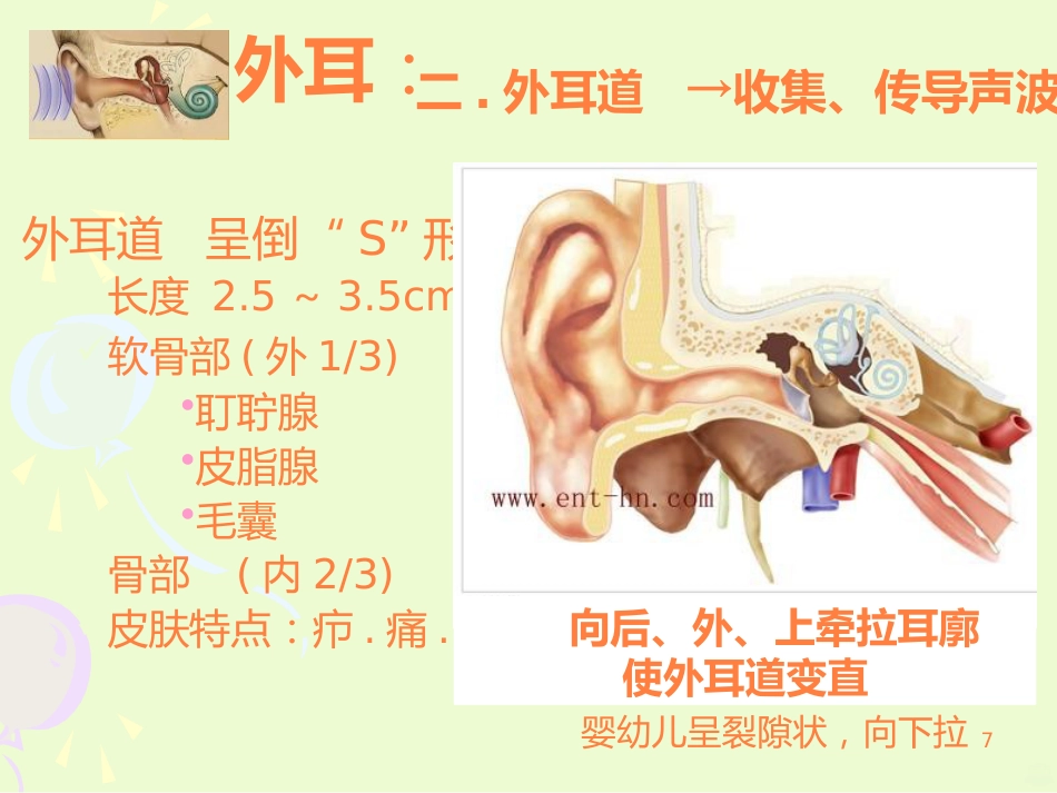 耳的结构与生理ppt课件_第7页