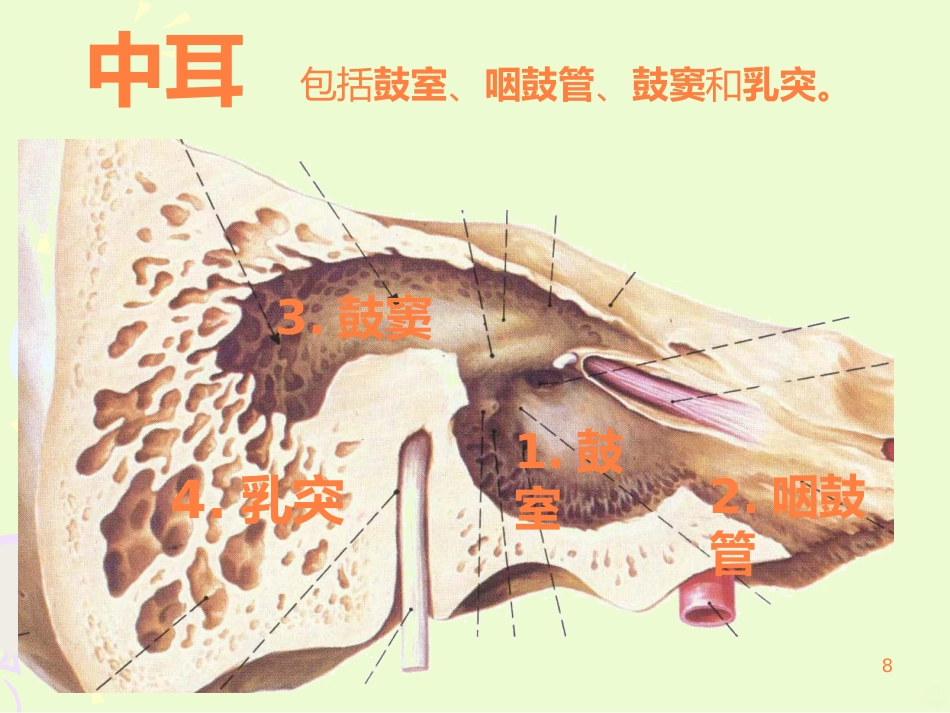 耳的结构与生理ppt课件_第8页