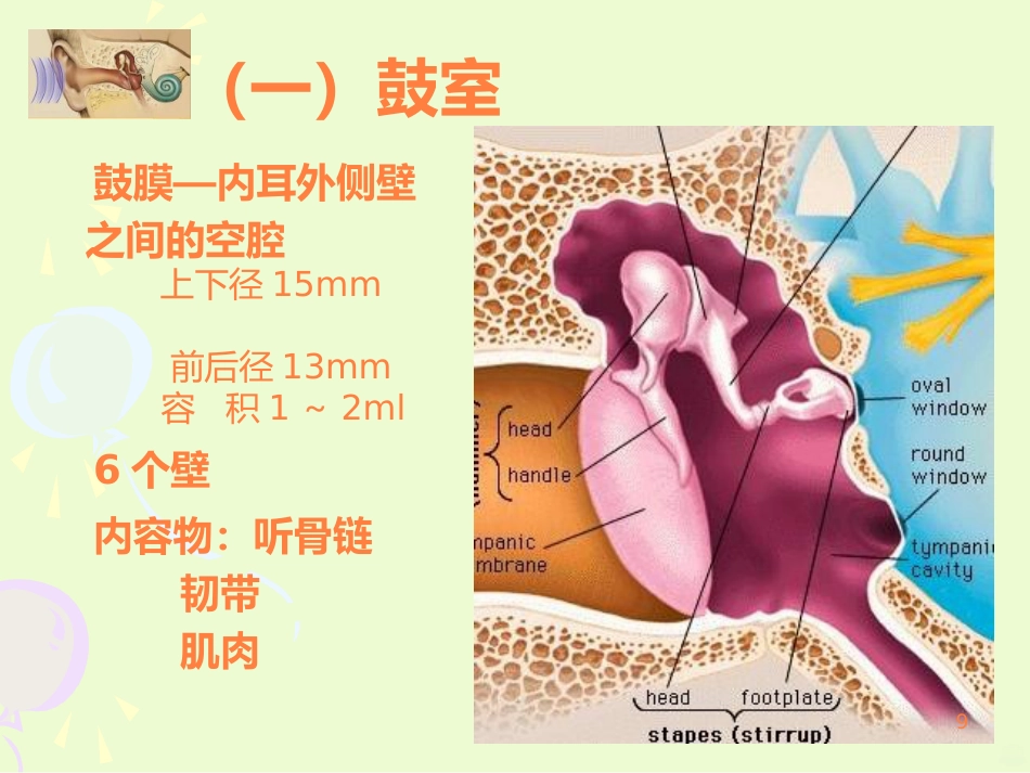 耳的结构与生理ppt课件_第9页