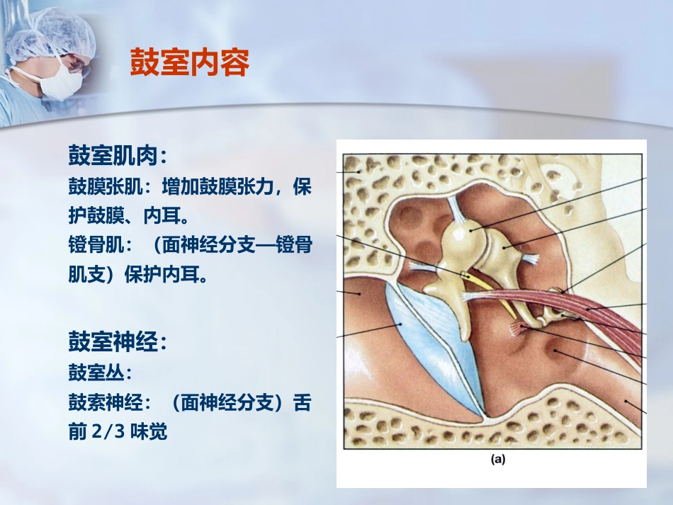 耳部解剖及听觉生理_第10页