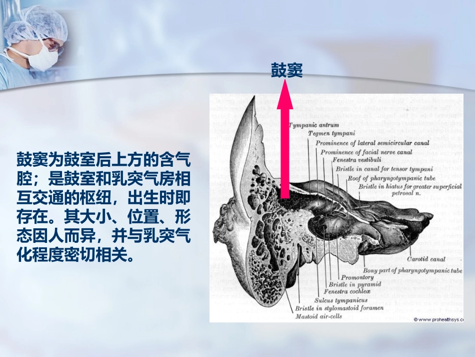 耳部解剖及听觉生理_第12页