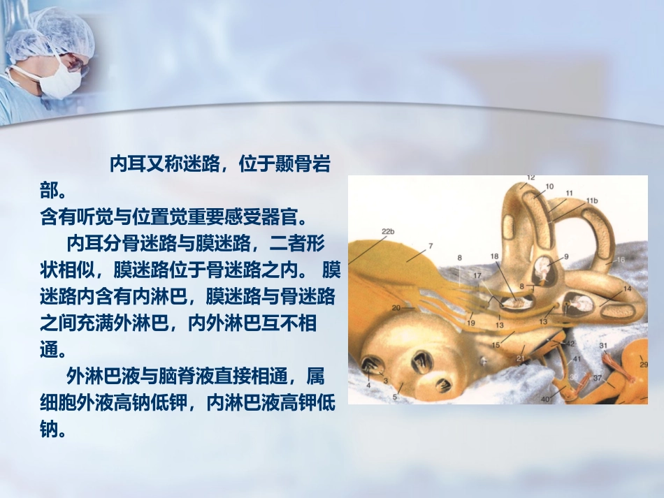 耳部解剖及听觉生理_第15页