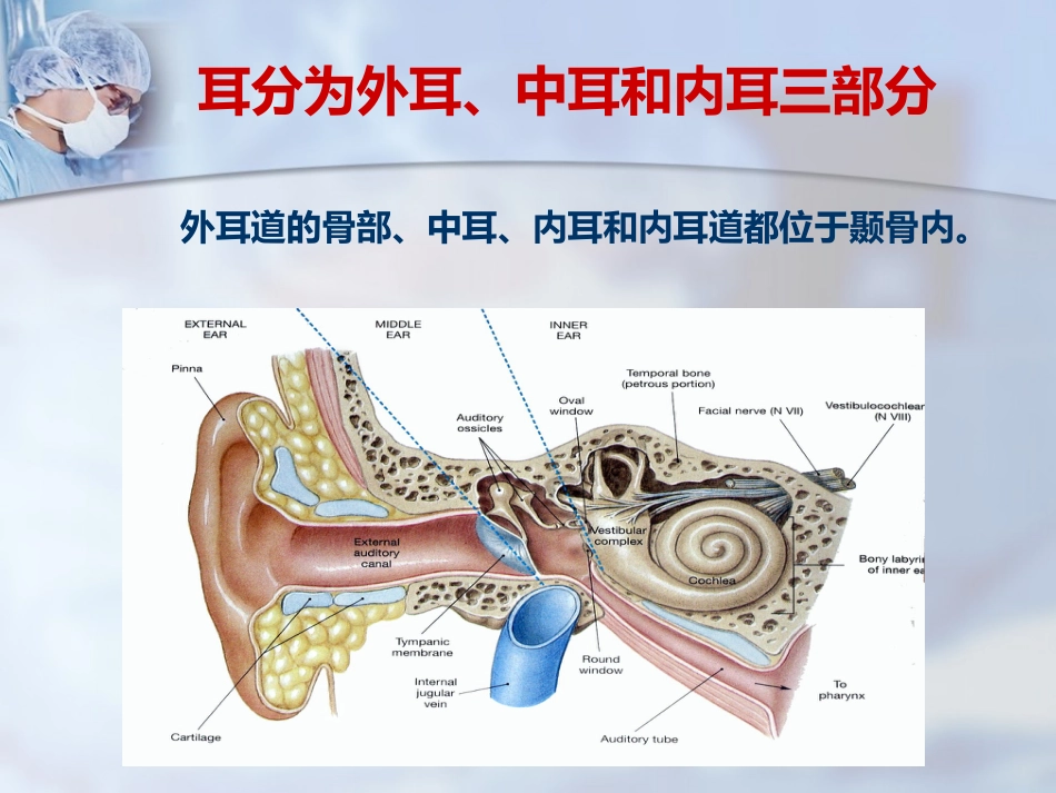 耳部解剖及听觉生理_第2页