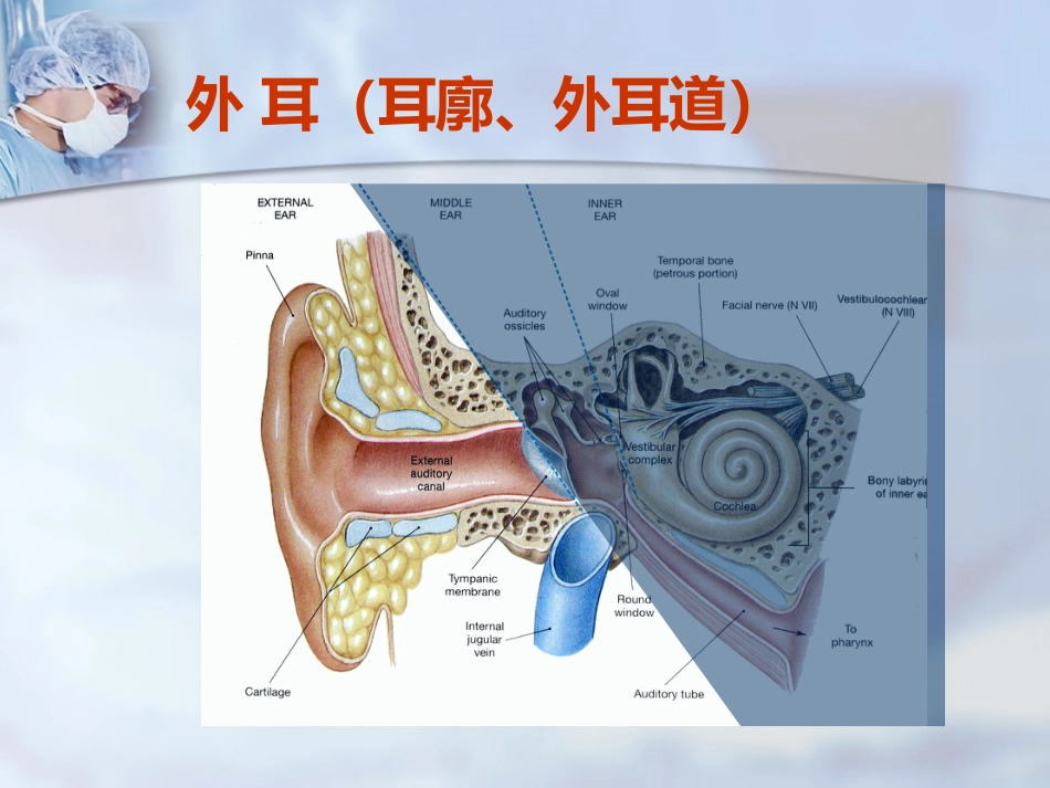 耳部解剖及听觉生理_第3页