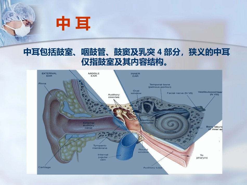 耳部解剖及听觉生理_第6页