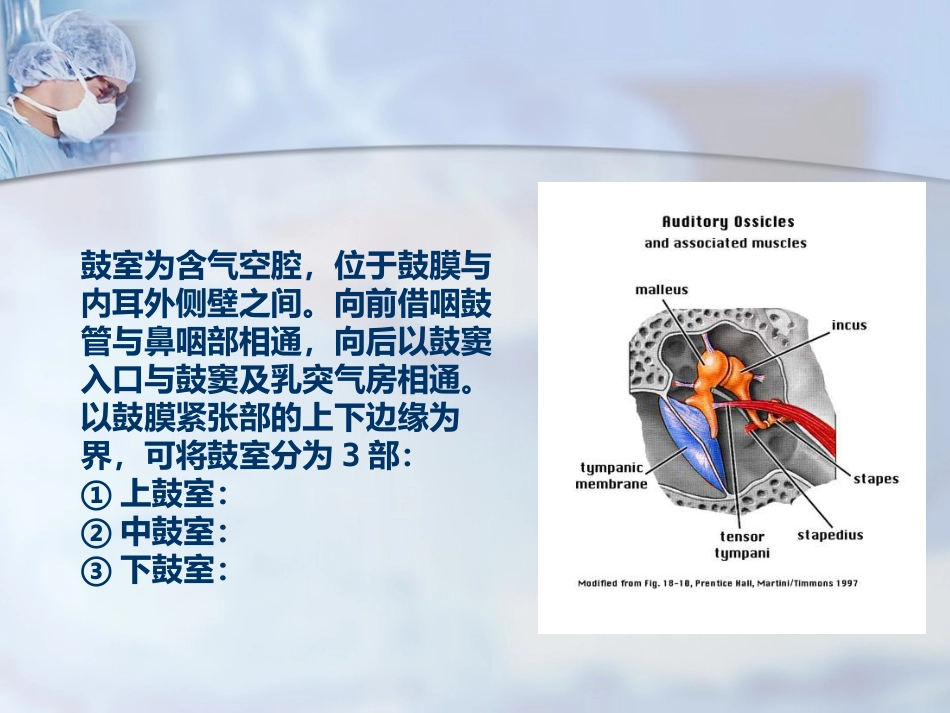 耳部解剖及听觉生理_第7页