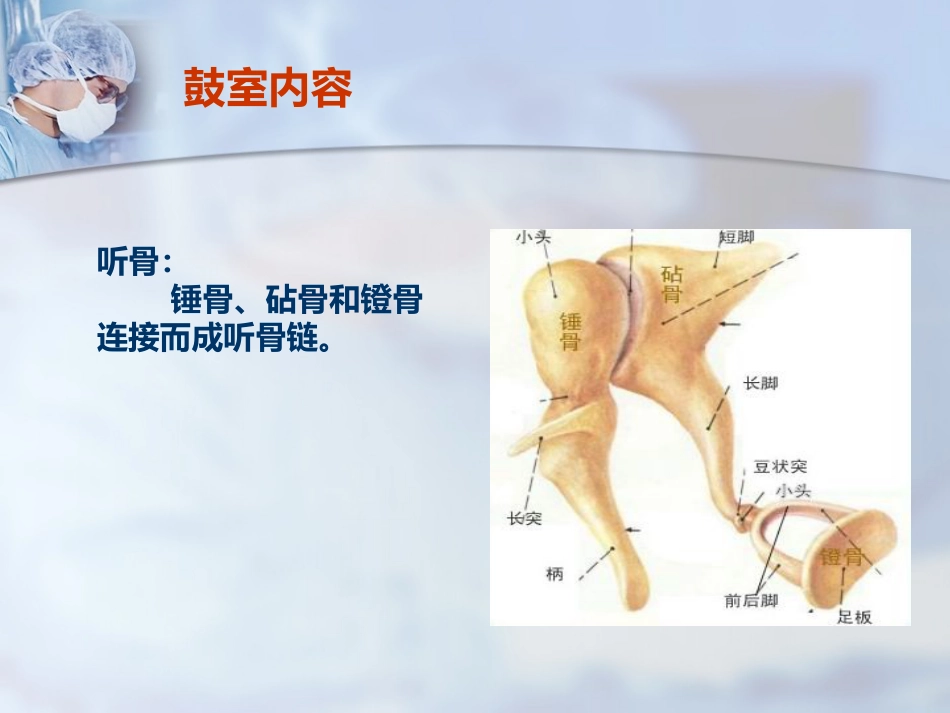 耳部解剖及听觉生理_第9页