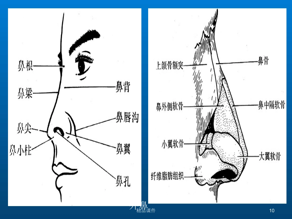 鼻部解剖与生理_第10页