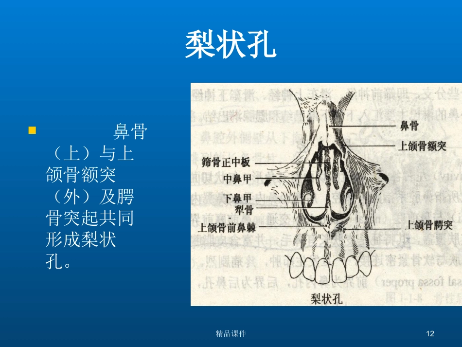 鼻部解剖与生理_第12页
