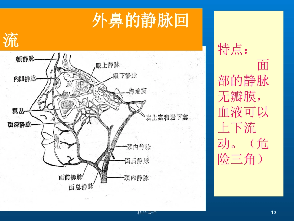 鼻部解剖与生理_第13页