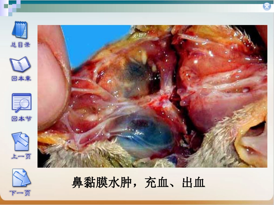 传染性鼻炎实用PPT_第10页