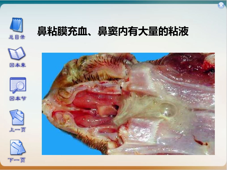 传染性鼻炎实用PPT_第11页