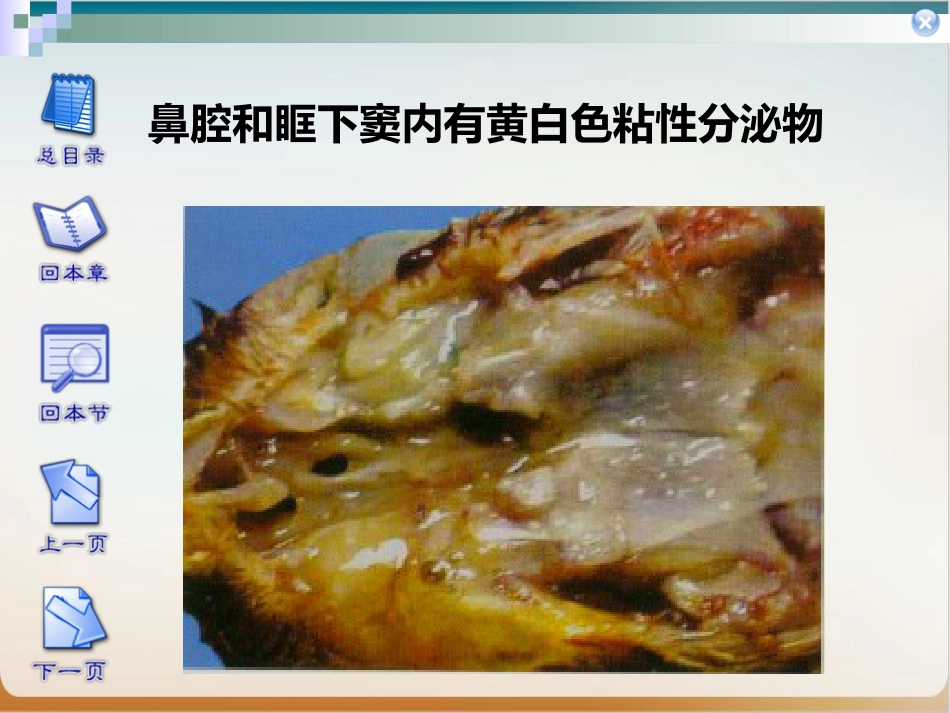 传染性鼻炎实用PPT_第12页
