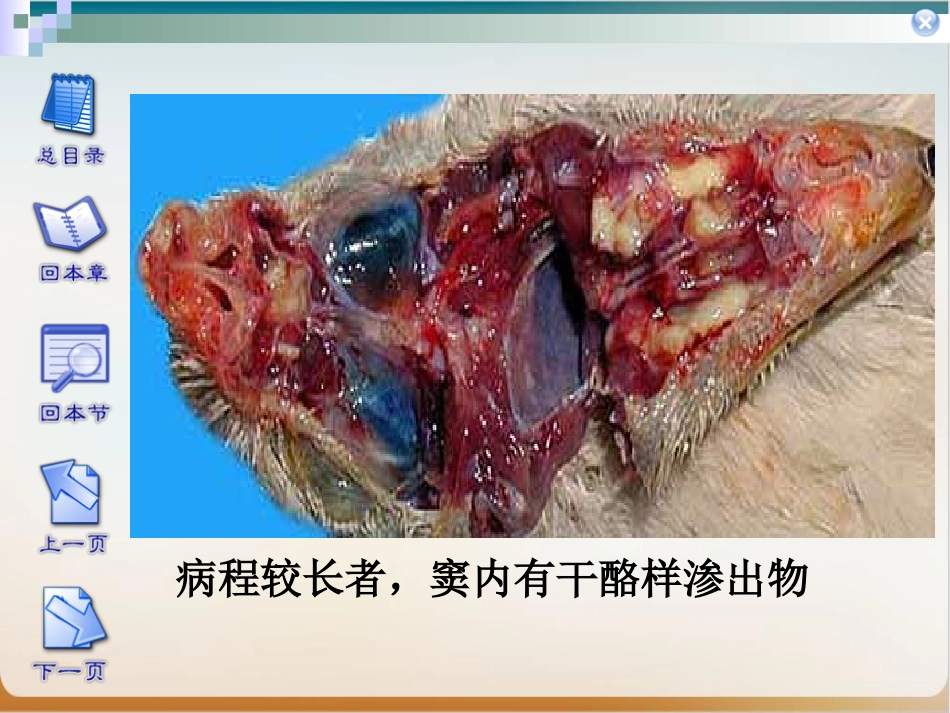 传染性鼻炎实用PPT_第13页