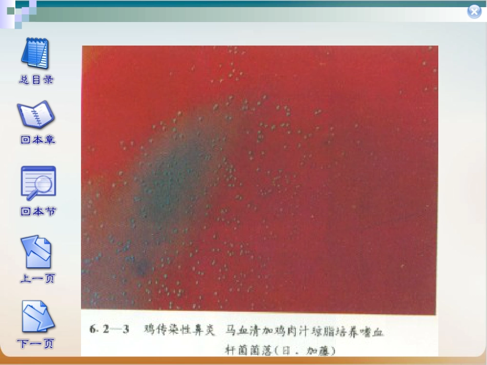 传染性鼻炎实用PPT_第3页