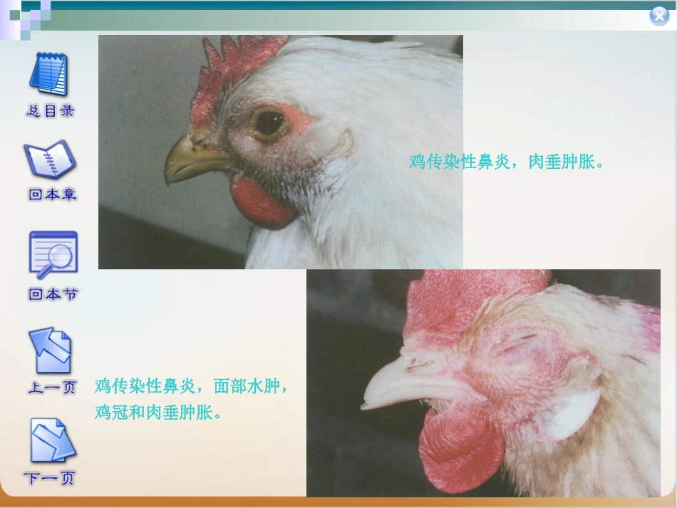 传染性鼻炎实用PPT_第6页