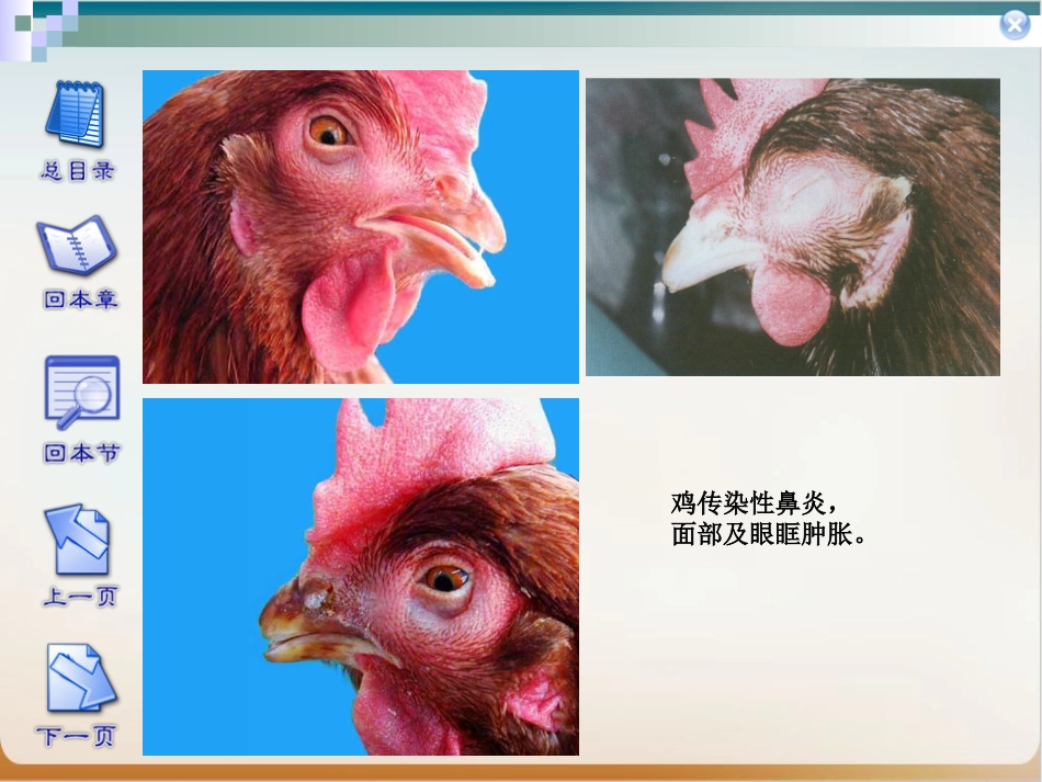 传染性鼻炎实用PPT_第7页