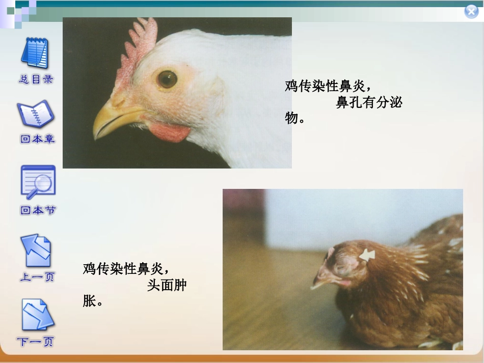 传染性鼻炎实用PPT_第8页