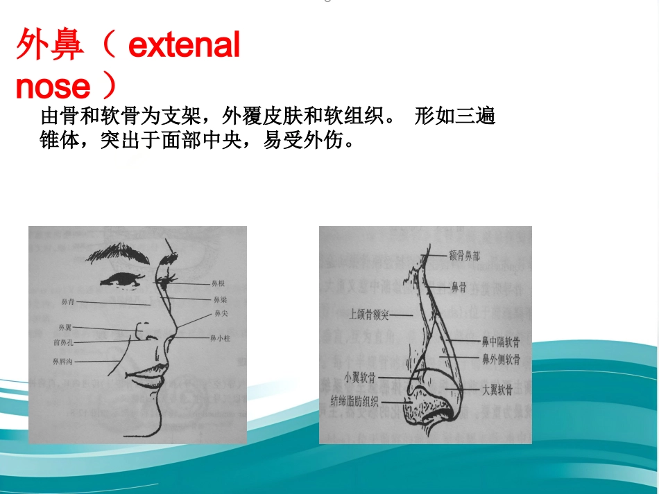 耳鼻咽喉的应用解剖生理_第3页