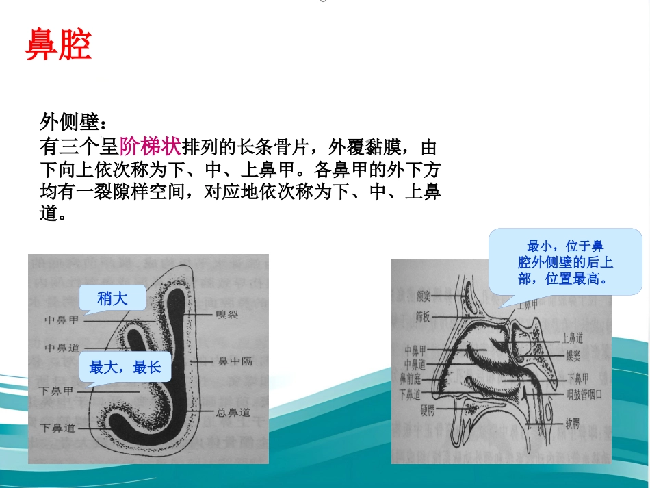 耳鼻咽喉的应用解剖生理_第9页