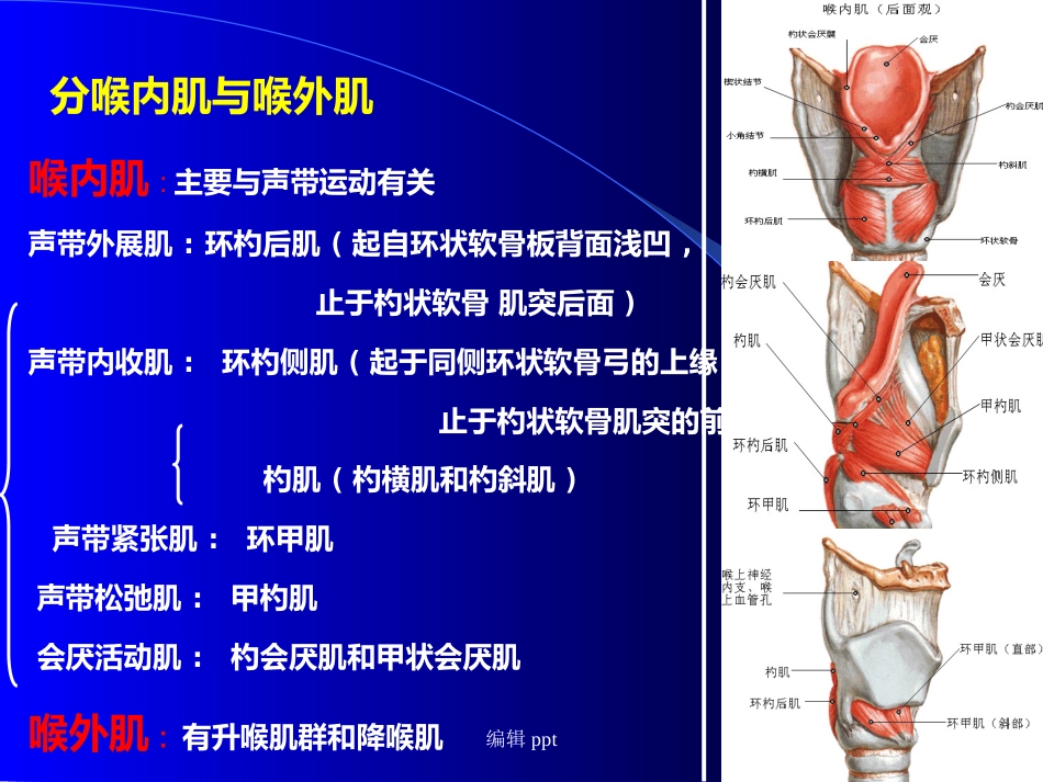 喉的解剖_第11页