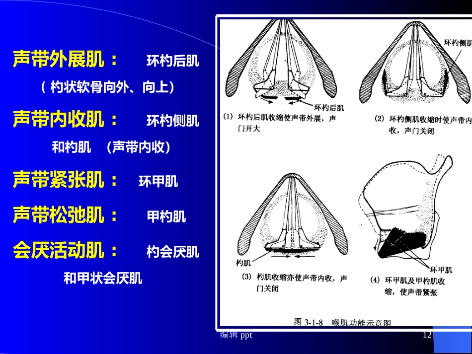 喉的解剖_第12页