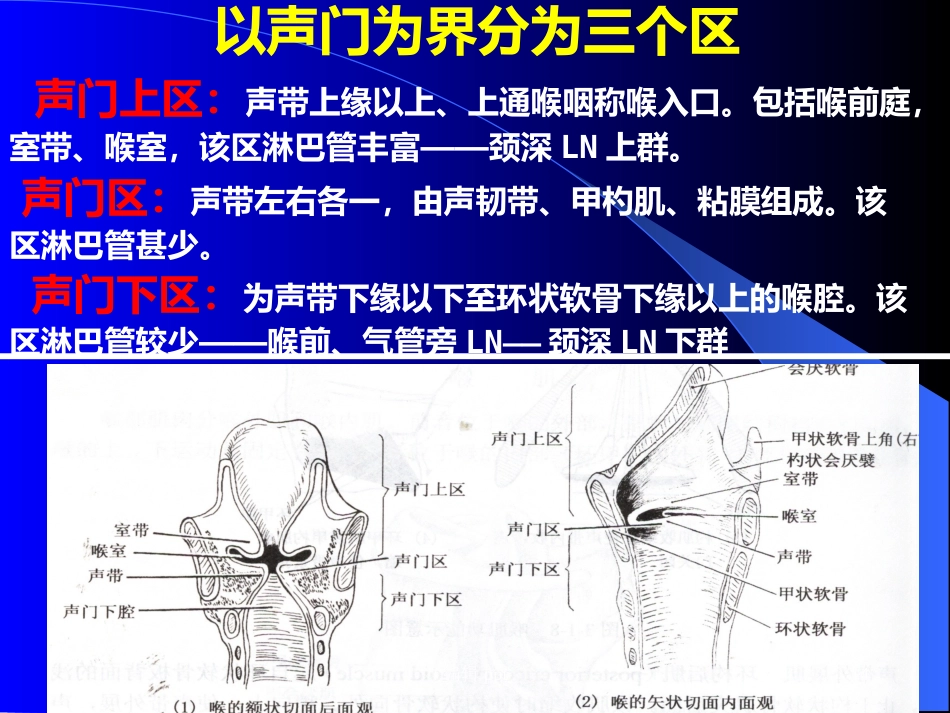 喉的解剖_第14页