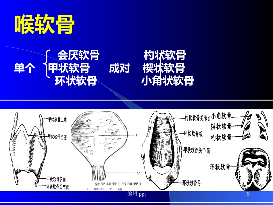 喉的解剖_第5页