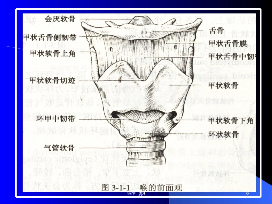 喉的解剖_第8页