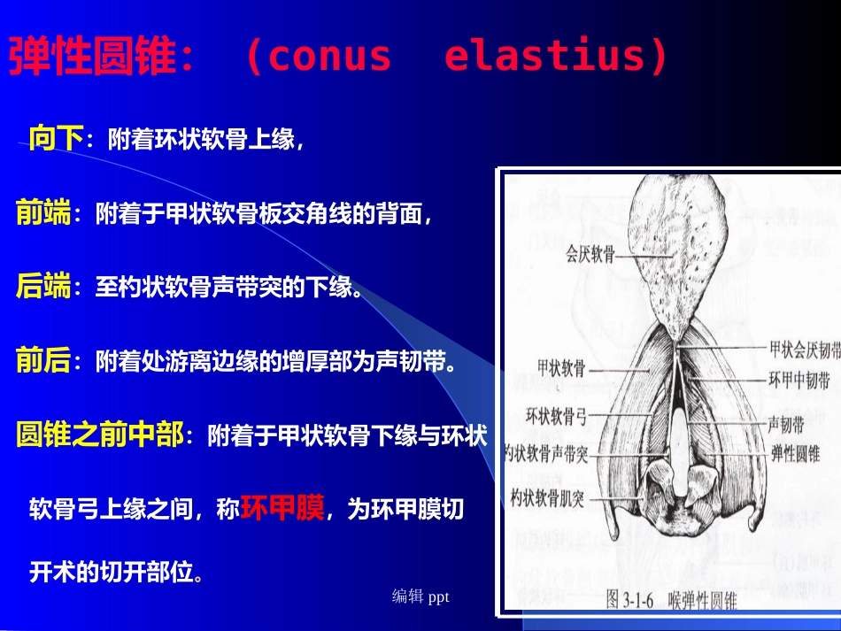 喉的解剖_第9页