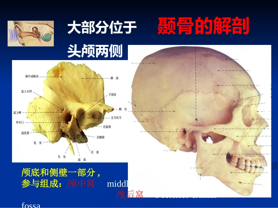 耳科解剖生理_第2页