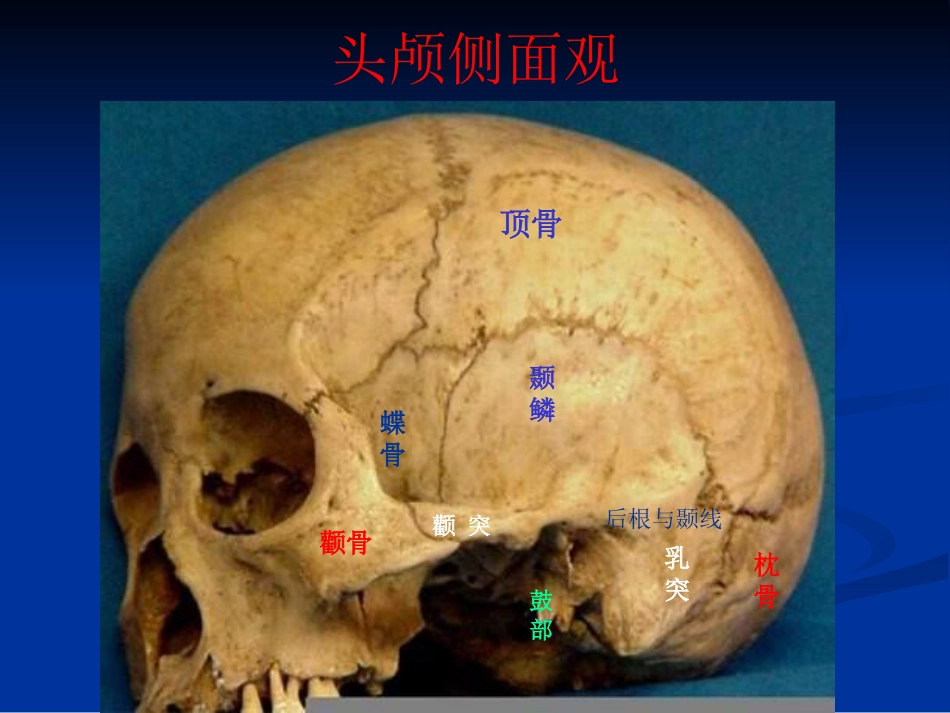 耳科解剖生理_第4页
