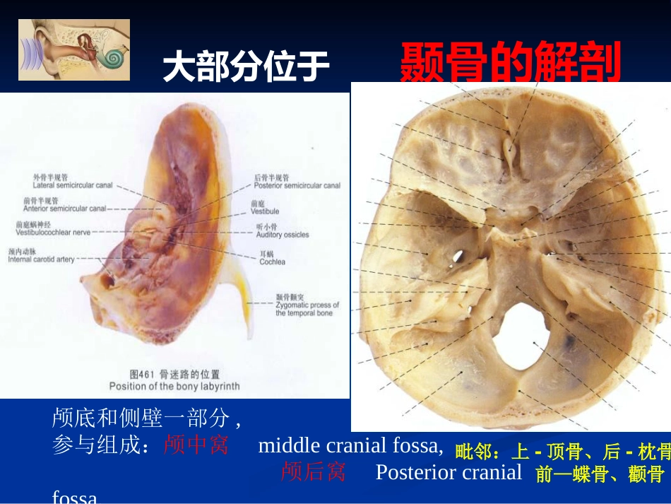 耳科解剖生理_第5页
