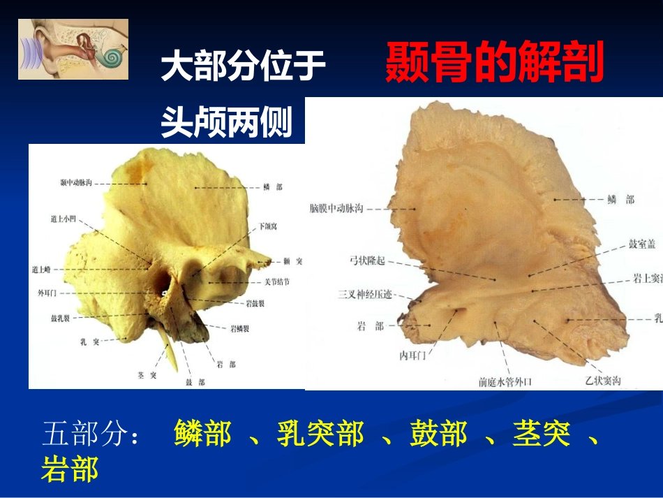 耳科解剖生理_第6页