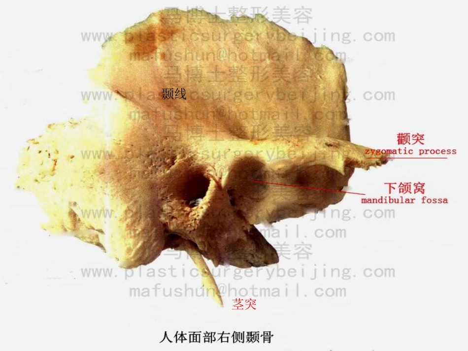 耳科解剖生理_第7页