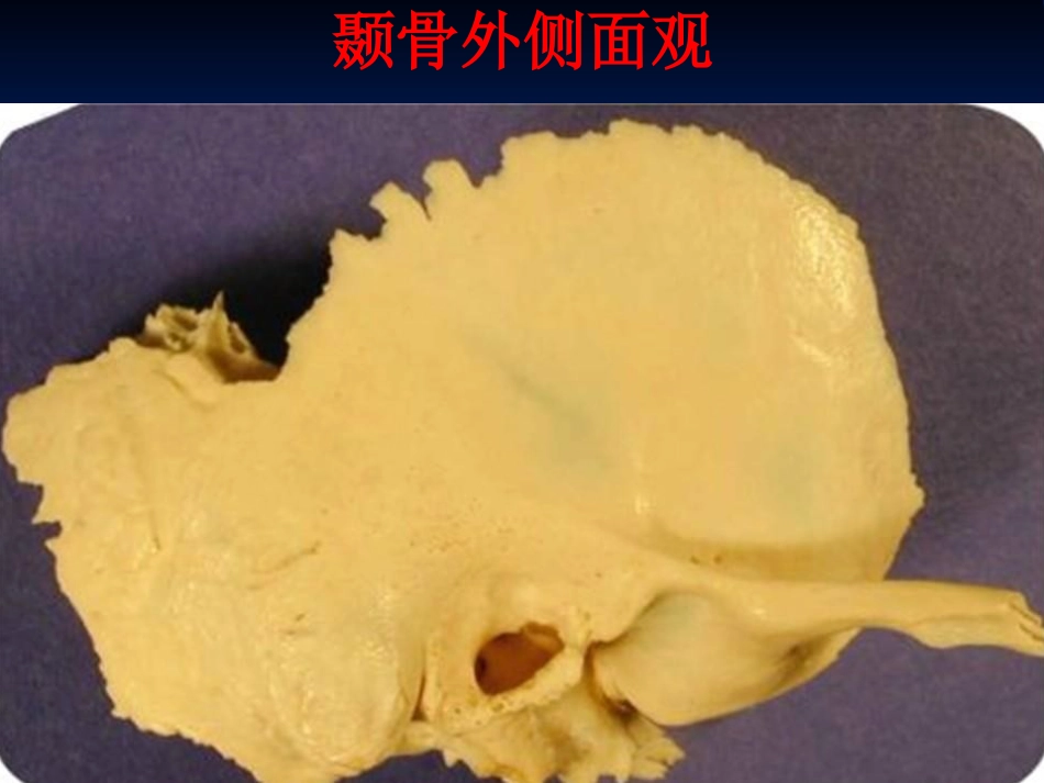耳科解剖生理_第8页