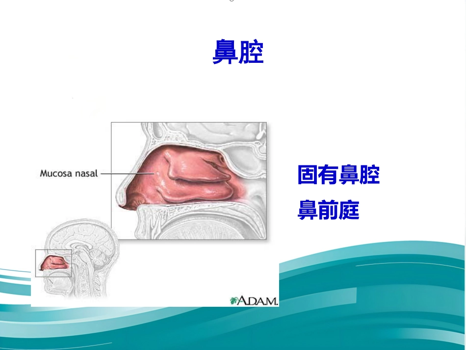 聚焦超声治疗变应性鼻炎_第12页