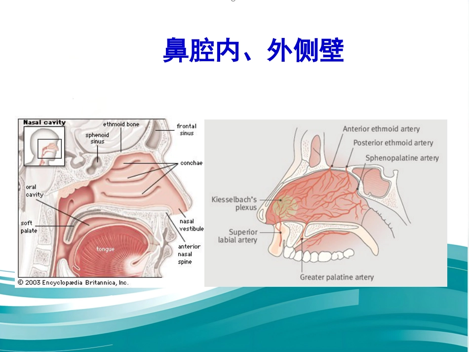 聚焦超声治疗变应性鼻炎_第13页
