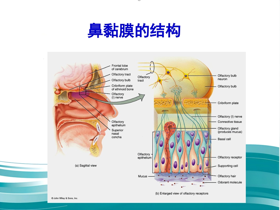 聚焦超声治疗变应性鼻炎_第15页