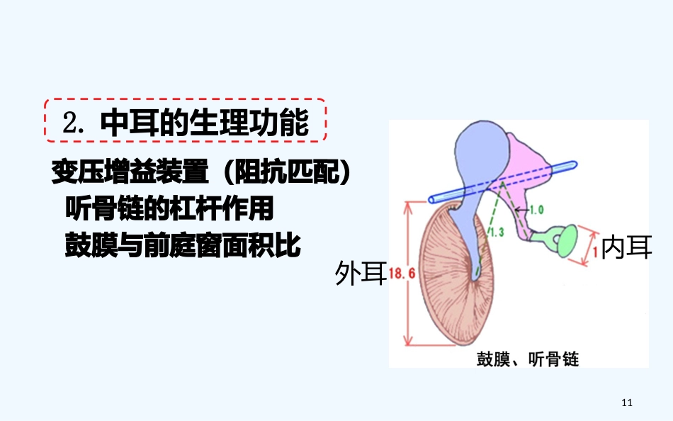 耳的解剖与生理听觉生理_第11页