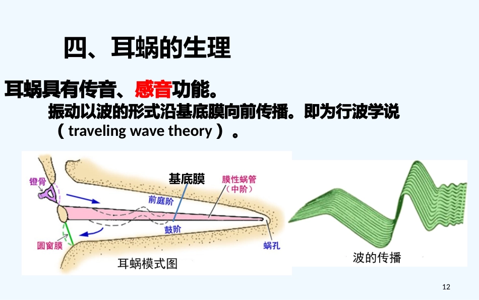 耳的解剖与生理听觉生理_第12页