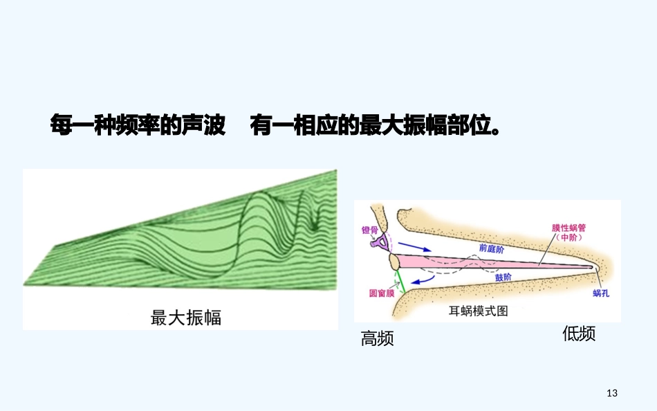 耳的解剖与生理听觉生理_第13页