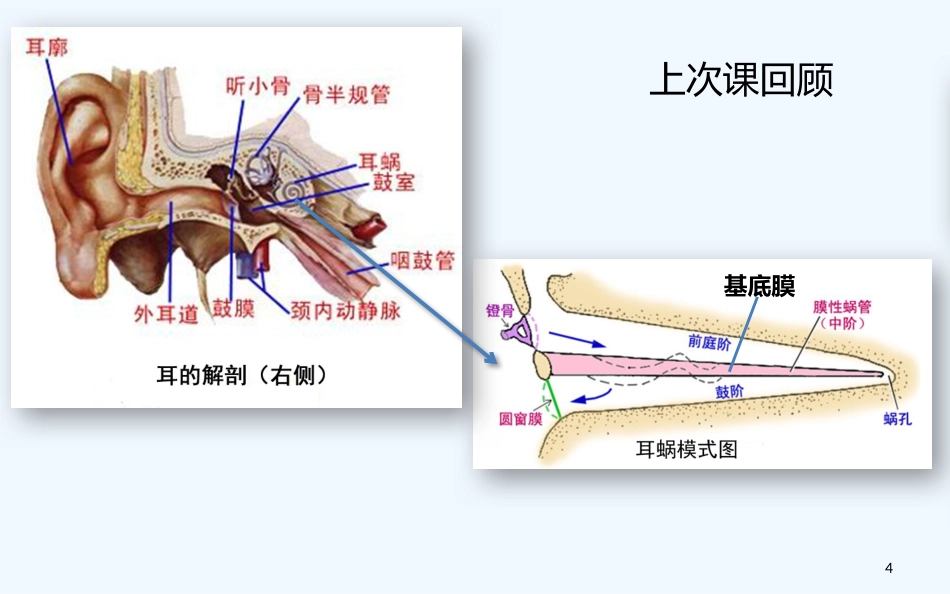耳的解剖与生理听觉生理_第4页