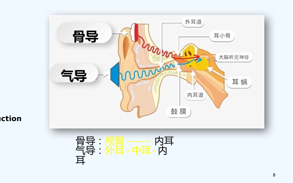 耳的解剖与生理听觉生理_第8页