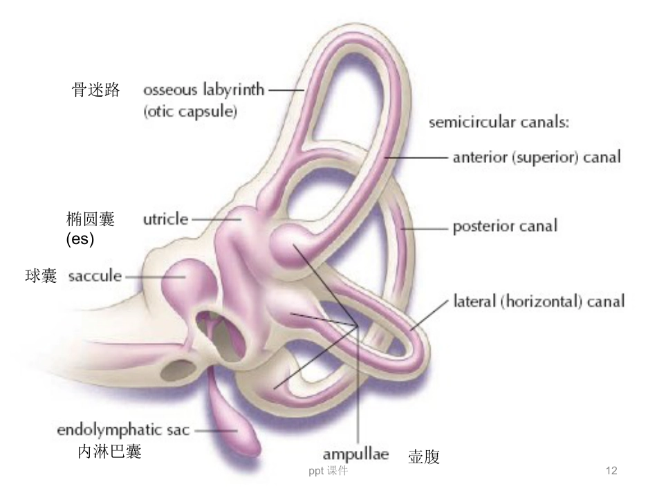 良性阵发性位置性眩晕(耳石症) ppt课件_第12页