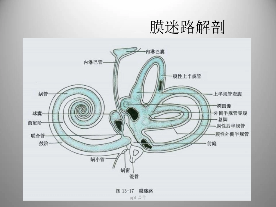 良性阵发性位置性眩晕(耳石症) ppt课件_第6页