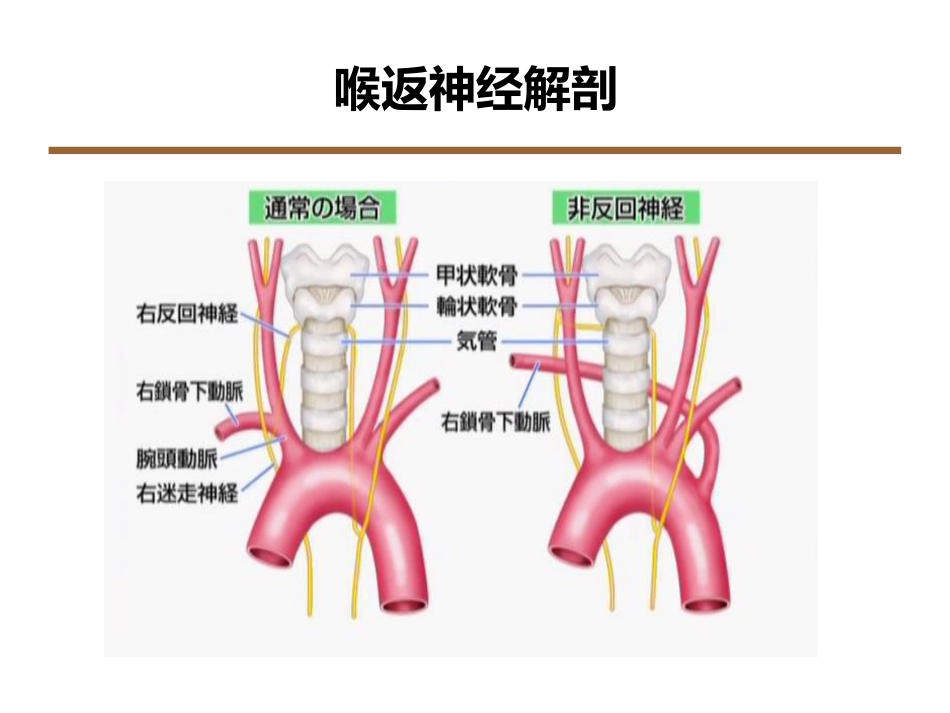 喉返神经解剖技术外科进展_第2页