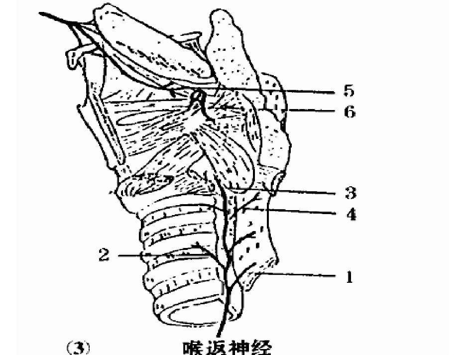 喉返神经解剖技术外科进展_第5页